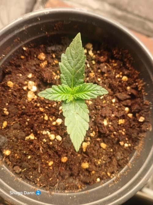 Royal Gorilla. Week 1