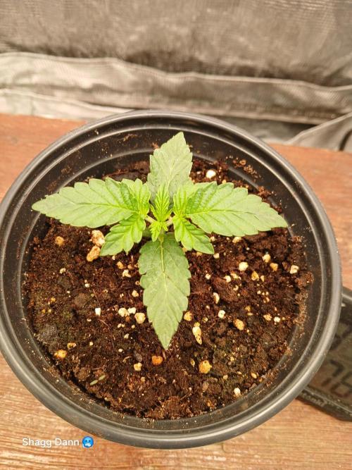 Royal Gorilla. Week 1