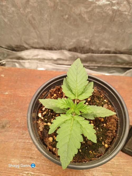 Royal Gorilla. Week 1