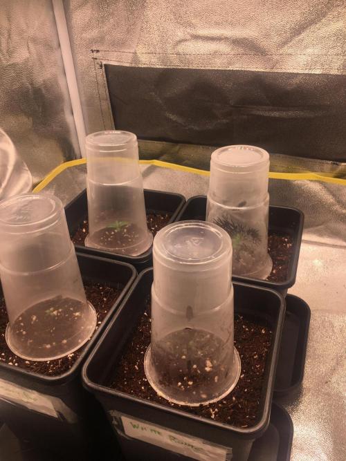 black zushi and white runtz. Week 1