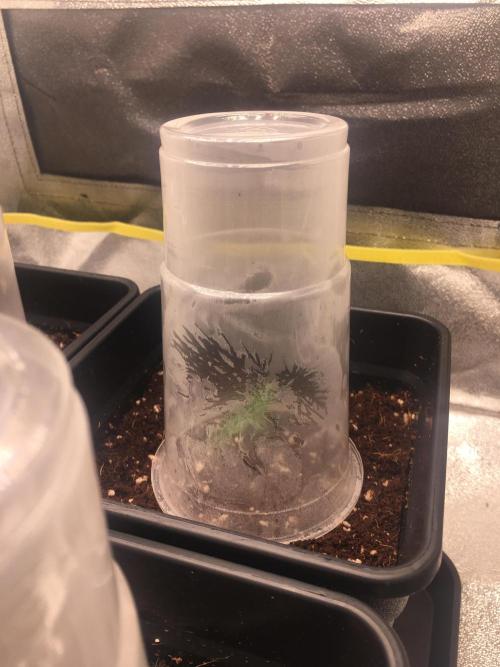 black zushi and white runtz. Week 1 - odd way for the condensation to form on the cup, looks like a phoenix to me