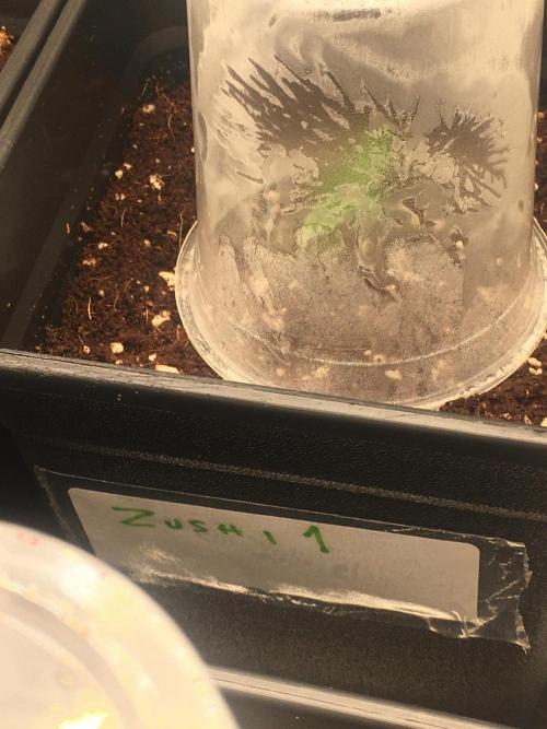 black zushi and white runtz. Week 1