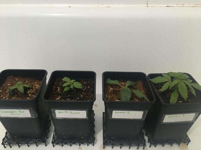 black zushi and white runtz. Week 2 - watering time