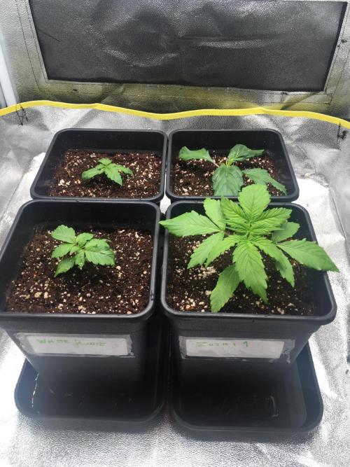 black zushi and white runtz. Week 2 - nice and soaked after the xmas break