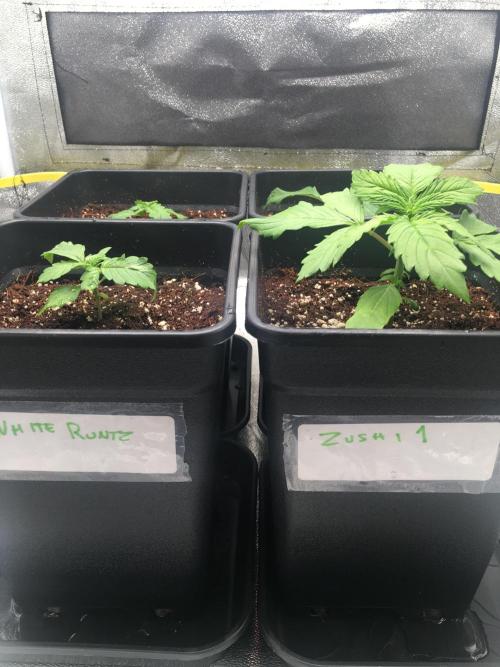 black zushi and white runtz. Week 2