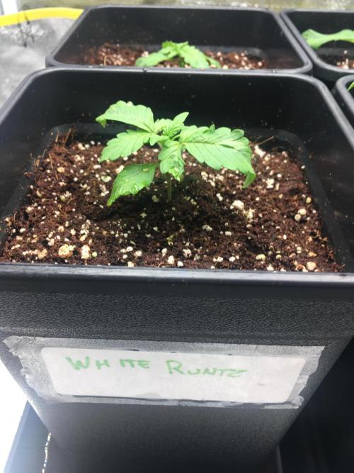 black zushi and white runtz. Week 2