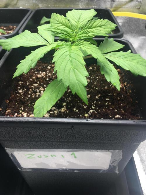 black zushi and white runtz. Week 2