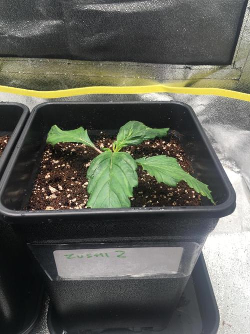 black zushi and white runtz. Week 2 - big diff in the 2 zushis  