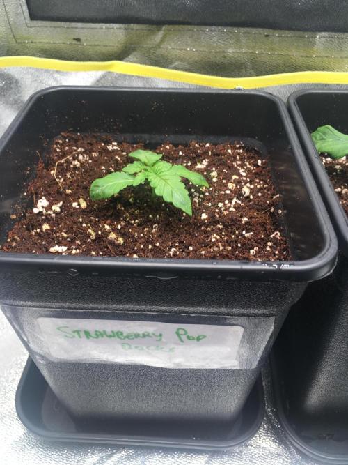 black zushi and white runtz. Week 2