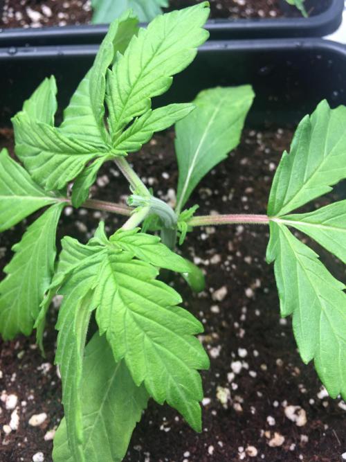 black zushi and white runtz. Week 2 - decided to top zushi 1 to let the others catch up