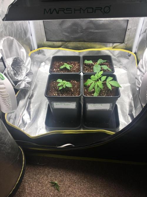 black zushi and white runtz. Week 2