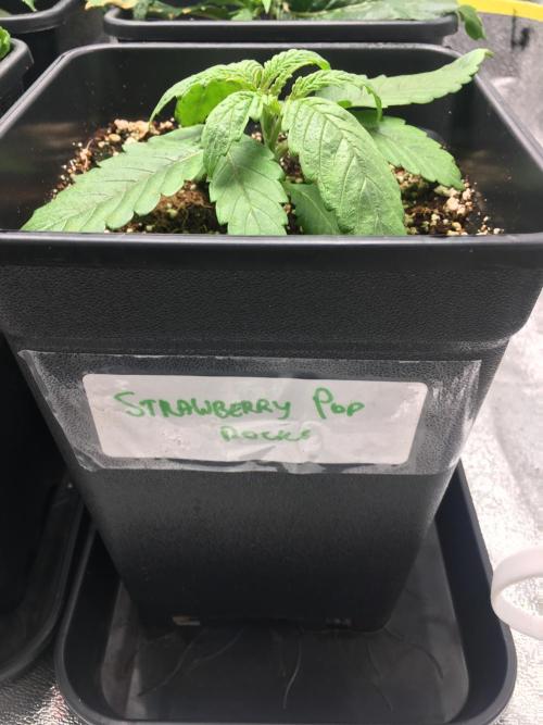 black zushi and white runtz. Week 3 - strawberry pop rocks