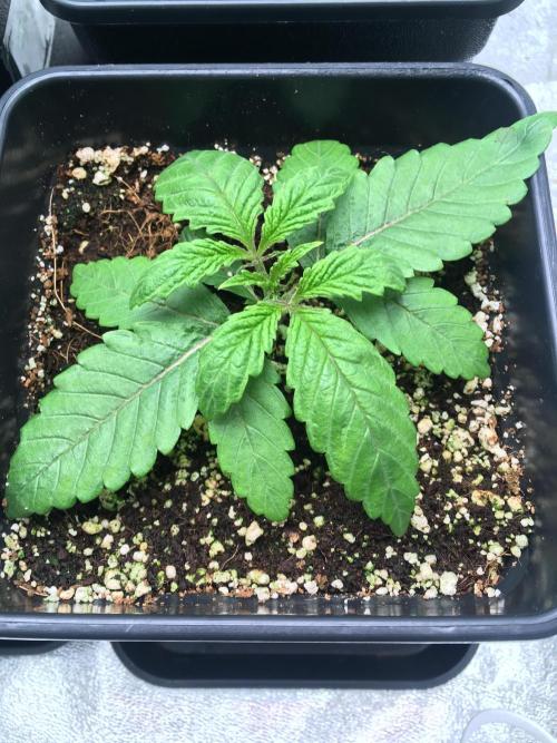 black zushi and white runtz. Week 3 - strawberry pop rocks