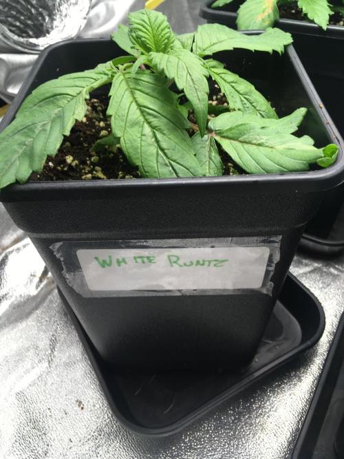 black zushi and white runtz. Week 3 - white runtz