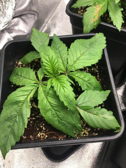 black zushi and white runtz. Week 3 - white runtz