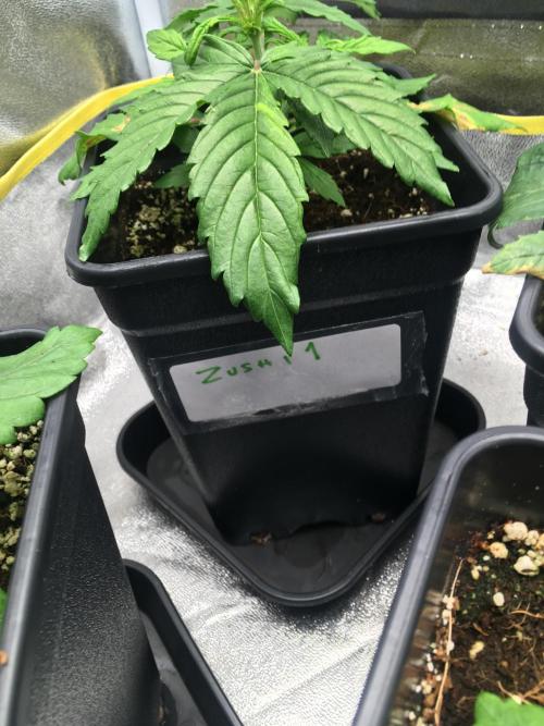 black zushi and white runtz. Week 3 - zushi 1