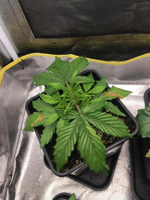 black zushi and white runtz. Week 3 - zushi 1