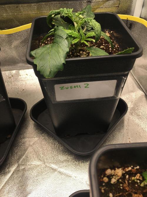 black zushi and white runtz. Week 3 - Zushi 2