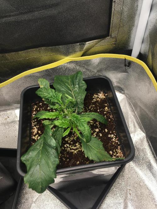 black zushi and white runtz. Week 3 - Zushi 2