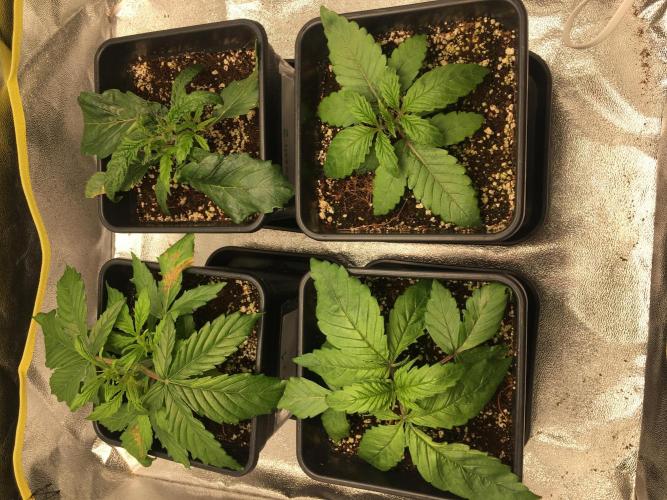 black zushi and white runtz. Week 3