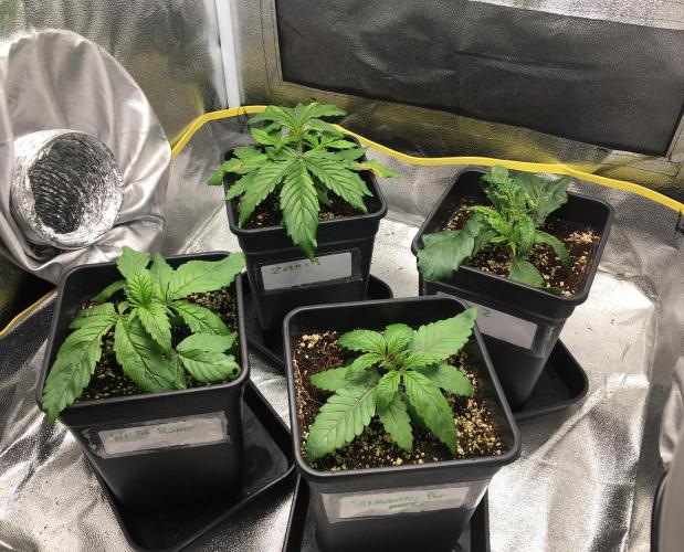 black zushi and white runtz. Week 3