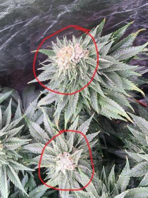 Comment by PlantsMcBulge photo #1