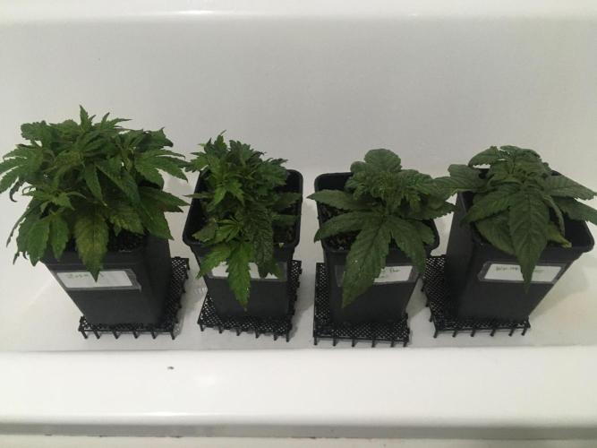 black zushi and white runtz. Week 4