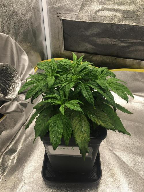 black zushi and white runtz. Week 4