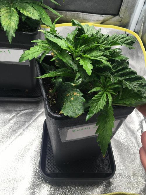 black zushi and white runtz. Week 4