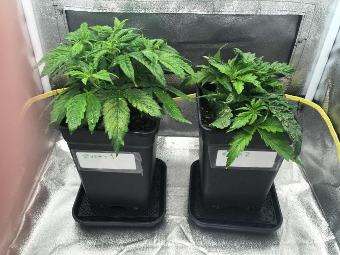 black zushi and white runtz. Week 4