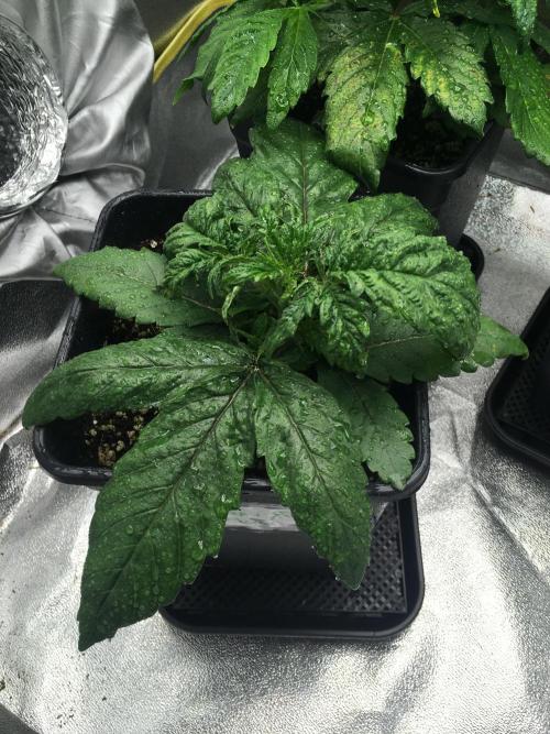 black zushi and white runtz. Week 4