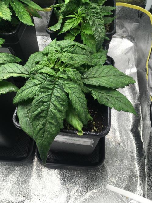 black zushi and white runtz. Week 4