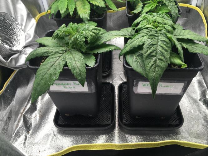 black zushi and white runtz. Week 4