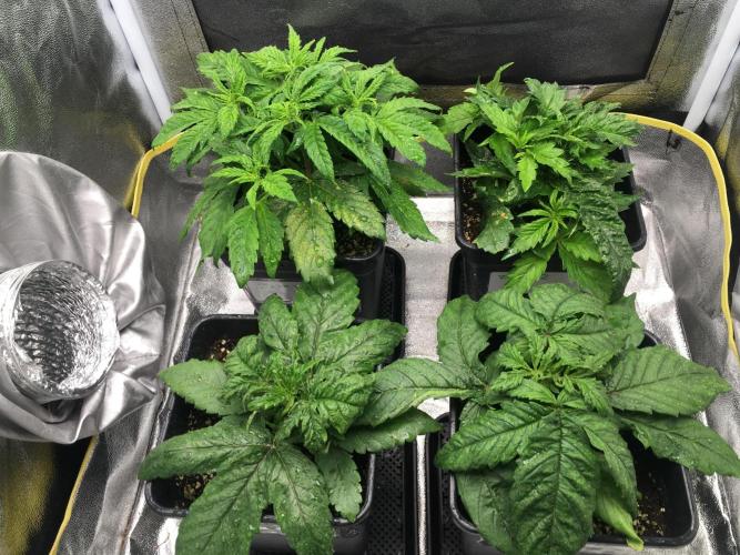 black zushi and white runtz. Week 4