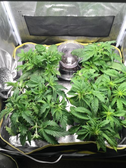 black zushi and white runtz. Week 5