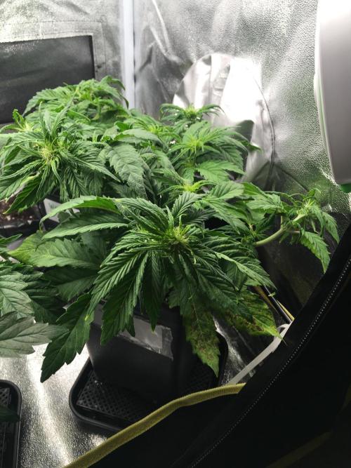 black zushi and white runtz. Week 5