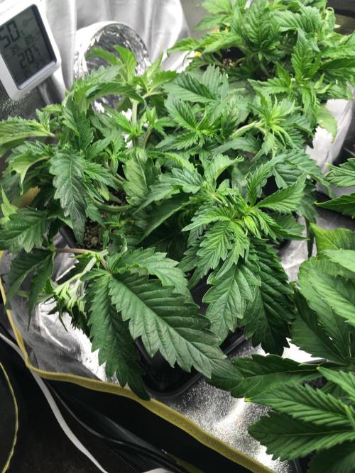 black zushi and white runtz. Week 5