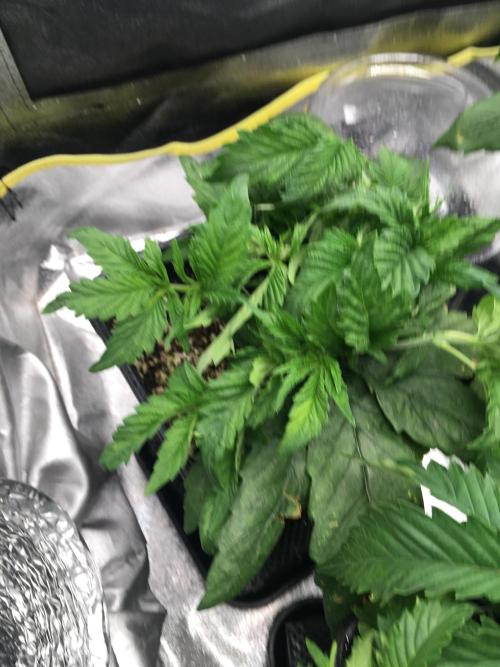 black zushi and white runtz. Week 5