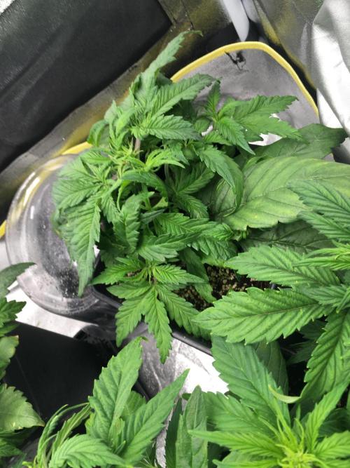 black zushi and white runtz. Week 5