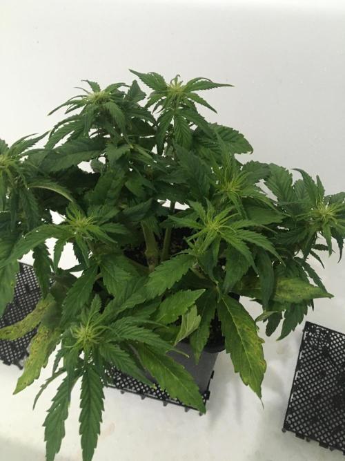 black zushi and white runtz. Week 5