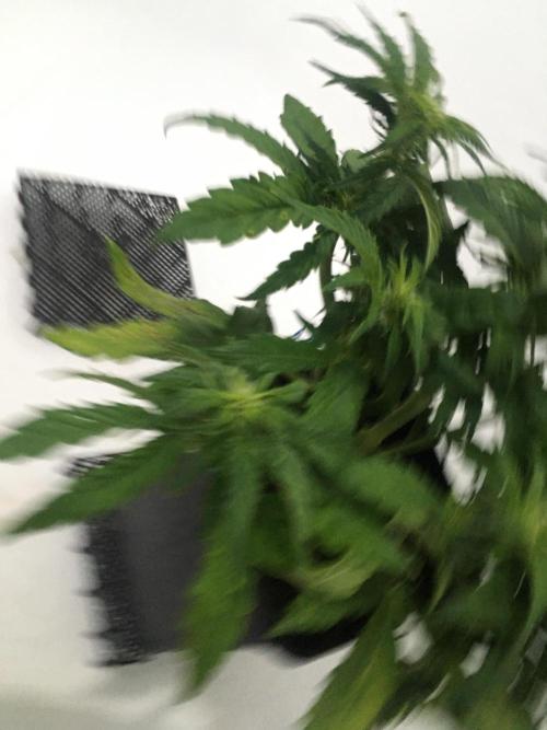 black zushi and white runtz. Week 5