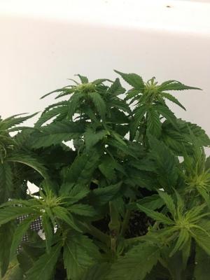 Comment by PlantsMcBulge photo #1