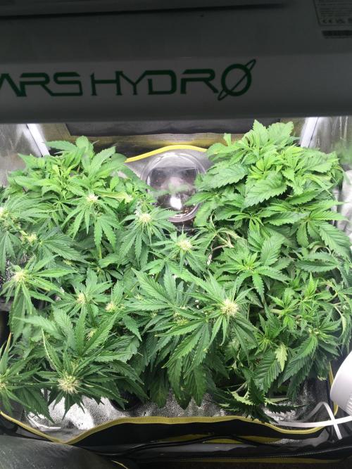 black zushi and white runtz. Week 6