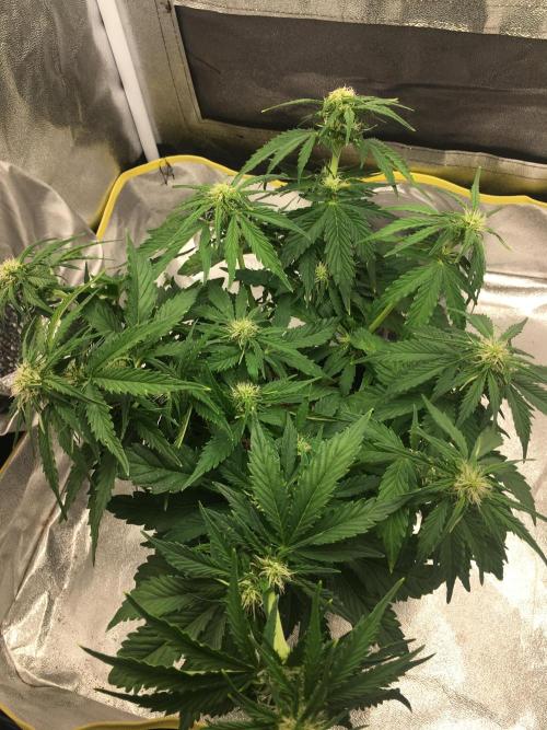 black zushi and white runtz. Week 6 - black zushi 1