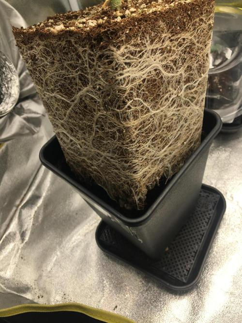 black zushi and white runtz. Week 6 - black zushi 1