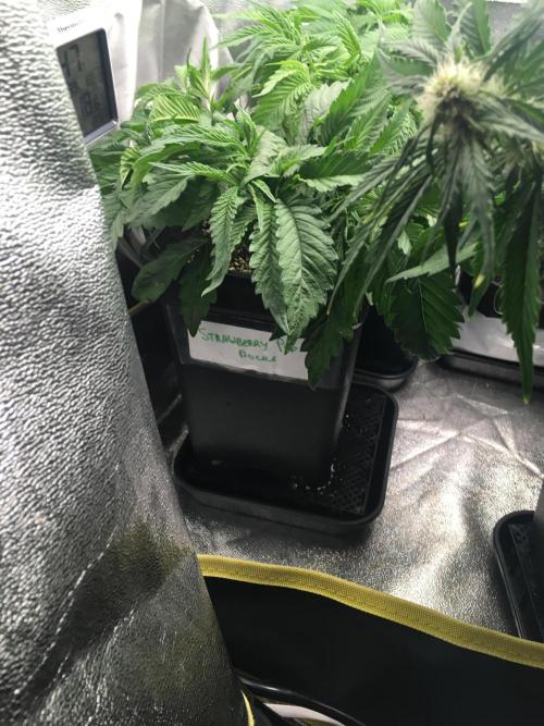 black zushi and white runtz. Week 6 - strawberry pop rocks