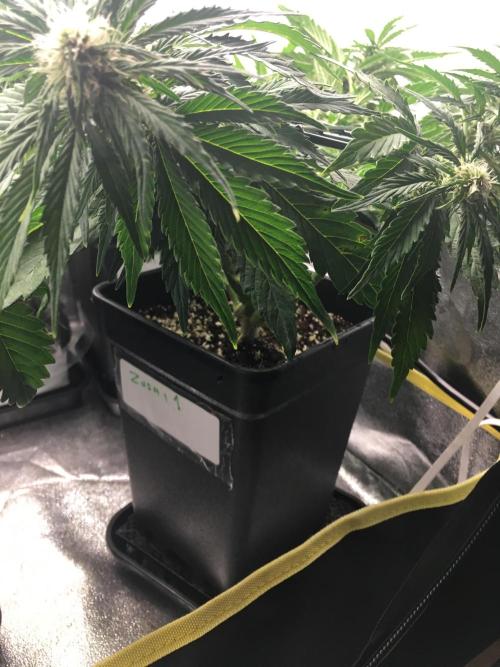 black zushi and white runtz. Week 6