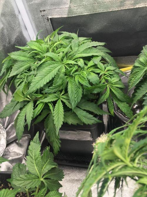 black zushi and white runtz. Week 6 - white runtz