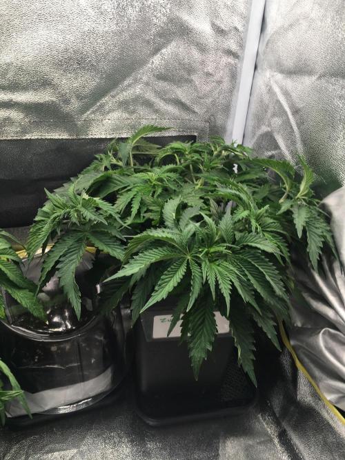 black zushi and white runtz. Week 6 - black zushi 2