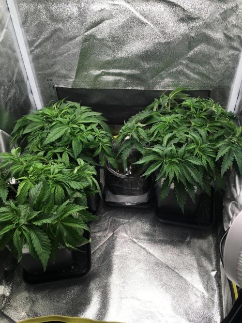 black zushi and white runtz. Week 6